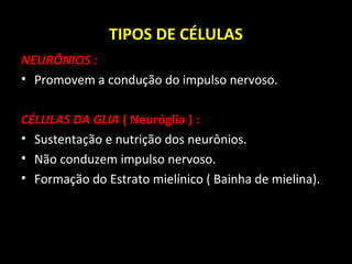TIPOS DE CÉLULAS
NEURÔNIOS :
• Promovem a condução do impulso nervoso.
CÉLULAS DA GLIA ( Neuróglia ) :
• Sustentação e nutrição dos neurônios.
• Não conduzem impulso nervoso.
• Formação do Estrato mielínico ( Bainha de mielina).
 