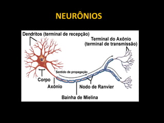 NEURÔNIOS
 