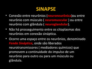 SINAPSE
• Conexão entre neurônios (neuroneurônica)ou entre
neurônio com músculo ( neuromuscular ) ou entre
neurônio com glândula ( neuroglandular).
• Não há prosseguimento entre os citoplasmas dos
neurônios em conexão sináptica.
• Ocorre uma espaço entre os neurônios, denominado
Fenda Sináptica, onde são liberados
neurotransmissores ( mediadores químicos) que
promovem a continuidade do impulso de um
neurônio para outro ou para um músculo ou
glândula.
 