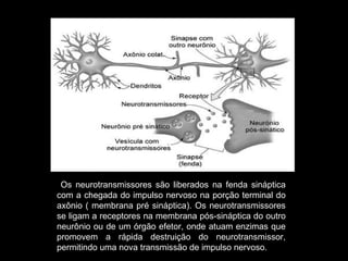 Os neurotransmissores são liberados na fenda sináptica
com a chegada do impulso nervoso na porção terminal do
axônio ( membrana pré sináptica). Os neurotransmissores
se ligam a receptores na membrana pós-sináptica do outro
neurônio ou de um órgão efetor, onde atuam enzimas que
promovem a rápida destruição do neurotransmissor,
permitindo uma nova transmissão de impulso nervoso.
 