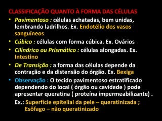 CLASSIFICAÇÃO QUANTO À FORMA DAS CÉLULAS
• Pavimentoso : células achatadas, bem unidas,
lembrando ladrilhos. Ex. Endotélio dos vasos
sanguíneos
• Cúbico : células com forma cúbica. Ex. Ovários
• Cilíndrico ou Prismático : células alongadas. Ex.
Intestino
• De Transição : a forma das células depende da
contração e da distensão do órgão. Ex. Bexiga
• Observação : O tecido pavimentoso estratificado
dependendo do local ( órgão ou cavidade ) pode
apresentar queratina ( proteína impermeabilizante) .
Ex.: Superfície epitelial da pele – queratinizada ;
Esôfago – não queratinizado
 