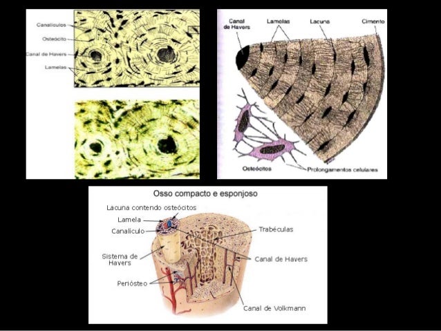 Aula De Histologia Animal Power Point 