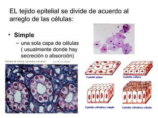 EL tejido epitelial se divide de acuerdo al 
arreglo de las células: 
• Simple 
– una sola capa de células 
( usualmente donde hay 
secreción o absorción) 
 
