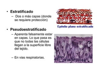 • Estratificado 
– Dos o más capas (donde 
se requiere protección) 
• Pseudoestratificado 
– Aparenta falsamente estar 
en capas. Lo que pasa es 
que no todas las células 
llegan a la superficie libre 
del tejido. 
– En vias respiratorias. 
 