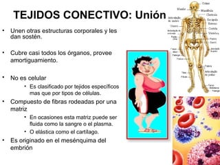 TEJIDOS CONECTIVO: Unión 
• Unen otras estructuras corporales y les 
dan sostén. 
• Cubre casi todos los órganos, provee 
amortiguamiento. 
• No es celular 
• Es clasificado por tejidos específicos 
mas que por tipos de células. 
• Compuesto de fibras rodeadas por una 
matriz 
• En ocasiones esta matriz puede ser 
fluida como la sangre o el plasma. 
• O elástica como el cartílago. 
• Es originado en el mesénquima del 
embrión 
 