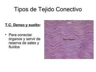 Tipos de Tejido Conectivo 
T.C. Denso y suelto: 
• Para conectar 
órganos y servir de 
reserva de sales y 
fluídos 
 