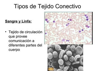 Tipos de Tejido Conectivo 
Sangre y Linfa: 
• Tejido de circulación 
que provee 
comunicación a 
diferentes partes del 
cuerpo 
 