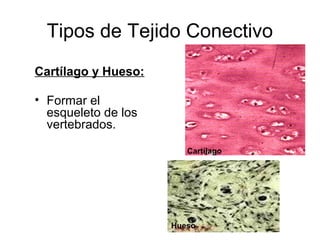 Tipos de Tejido Conectivo 
Cartílago y Hueso: 
• Formar el 
esqueleto de los 
vertebrados. 
Cartílago 
Hueso 
 