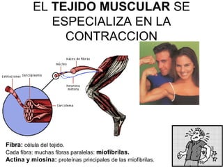 EL TEJIDO MUSCULAR SE 
ESPECIALIZA EN LA 
CONTRACCION 
Fibra: célula del tejido. 
Cada fibra: muchas fibras paralelas: miofibrilas. 
Actina y miosina: proteínas principales de las miofibrilas. 
 
