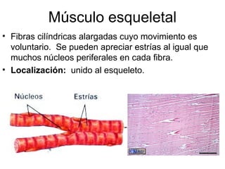 Músculo esqueletal 
• Fibras cilíndricas alargadas cuyo movimiento es 
voluntario. Se pueden apreciar estrías al igual que 
muchos núcleos periferales en cada fibra. 
• Localización: unido al esqueleto. 
 