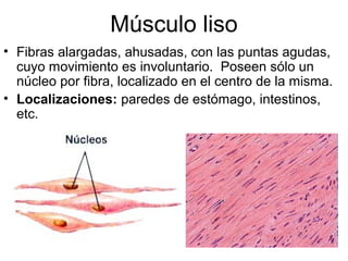 Músculo liso 
• Fibras alargadas, ahusadas, con las puntas agudas, 
cuyo movimiento es involuntario. Poseen sólo un 
núcleo por fibra, localizado en el centro de la misma. 
• Localizaciones: paredes de estómago, intestinos, 
etc. 
 