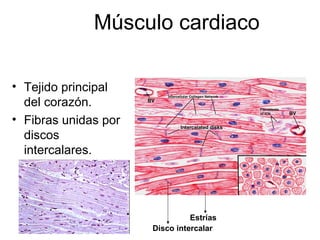 Músculo cardiaco 
• Tejido principal 
del corazón. 
• Fibras unidas por 
discos 
intercalares. 
Estrías 
Disco intercalar 
 