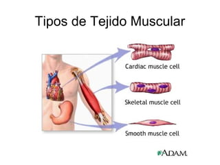 Tipos de Tejido Muscular 
 