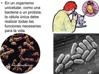 • En un organismo 
unicelular, como una 
bacteria o un protista, 
la célula única debe 
realizar todas las 
funciones necesarias 
para la vida. 
 