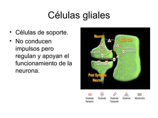 Células gliales 
• Células de soporte. 
• No conducen 
impulsos pero 
regulan y apoyan el 
funcionamiento de la 
neurona. 
 