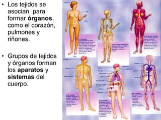 • Los tejidos se 
asocian para 
formar órganos, 
como el corazón, 
pulmones y 
riñones. 
• Grupos de tejidos 
y órganos forman 
los aparatos y 
sistemas del 
cuerpo. 
 