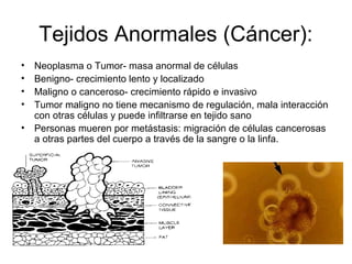Tejidos Anormales (Cáncer): 
• Neoplasma o Tumor- masa anormal de células 
• Benigno- crecimiento lento y localizado 
• Maligno o canceroso- crecimiento rápido e invasivo 
• Tumor maligno no tiene mecanismo de regulación, mala interacción 
con otras células y puede infiltrarse en tejido sano 
• Personas mueren por metástasis: migración de células cancerosas 
a otras partes del cuerpo a través de la sangre o la linfa. 
 