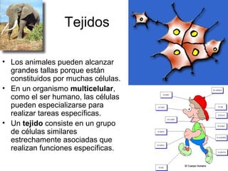 Tejidos 
• Los animales pueden alcanzar 
grandes tallas porque están 
constituidos por muchas células. 
• En un organismo multicelular, 
como el ser humano, las células 
pueden especializarse para 
realizar tareas específicas. 
• Un tejido consiste en un grupo 
de células similares 
estrechamente asociadas que 
realizan funciones específicas. 
 