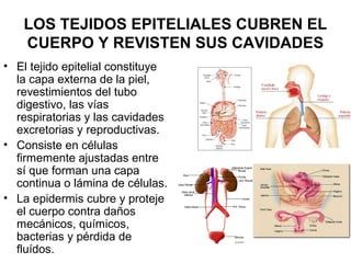 LOS TEJIDOS EPITELIALES CUBREN EL 
CUERPO Y REVISTEN SUS CAVIDADES 
• El tejido epitelial constituye 
la capa externa de la piel, 
revestimientos del tubo 
digestivo, las vías 
respiratorias y las cavidades 
excretorias y reproductivas. 
• Consiste en células 
firmemente ajustadas entre 
sí que forman una capa 
continua o lámina de células. 
• La epidermis cubre y proteje 
el cuerpo contra daños 
mecánicos, químicos, 
bacterias y pérdida de 
fluídos. 
 