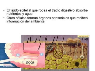 • El tejido epitelial que rodea el tracto digestivo absorbe 
nutrientes y agua. 
• Otras células forman órganos sensoriales que reciben 
información del ambiente. 
• Piel 
• Boca 
 