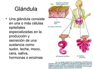 Glándula 
• Una glándula consiste 
en una o más células 
epiteliales 
especializadas en la 
producción y 
secreción de una 
sustancia como 
sudor, leche, moco, 
cera, saliva, 
hormonas o enzimas 
 