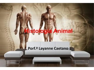 Histologia Animal
Porf.ª Layanne Caetano
 