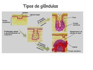 Tipos de glândulas
 