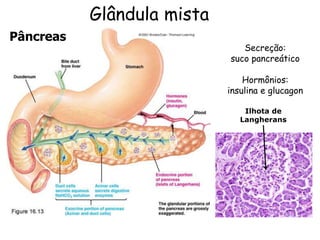 Secreção:
suco pancreático
Hormônios:
insulina e glucagon
Ilhota de
Langherans
Glândula mista
Pâncreas
 