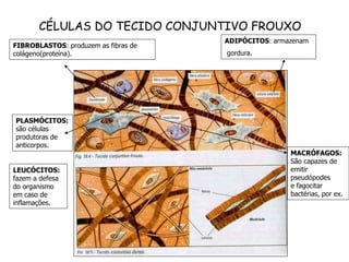 CÉLULAS DO TECIDO CONJUNTIVO FROUXO
ADIPÓCITOS: armazenam
gordura.
FIBROBLASTOS: produzem as fibras de
colágeno(proteína).
PLASMÓCITOS:
são células
produtoras de
anticorpos.
MACRÓFAGOS:
São capazes de
emitir
pseudópodes
e fagocitar
bactérias, por ex.
LEUCÓCITOS:
fazem a defesa
do organismo
em caso de
inflamações.
 