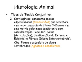 Histologia Animal
– Tipos de Tecido Conjuntivo:
2. Cartilaginoso: apresenta células
especializadas (Condrócitos) que secretam
uma rede compacta de fibras Colágenas em
uma matriz gelatinosa consistente sem
vascularização. Pode ser Hialina
(Articulações), Elástica (Ouvido Externo e
Epiglote) e Fibrosa (Discos Intervertebrais).
Obs: Forma o esqueleto de alguns
vertebrados (Agnatos e Condríctes).
 