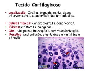 Tecido Cartilaginoso
• Localização: Orelha, traqueia, nariz, discos
intervertebrais e superfície das articulações.
• Células típicas: Condroblastos e Condrócitos.
• Fibras: elásticas e colágenas.
• Obs. Não possui inervação e nem vascularização.
• Funções: sustentação, elasticidade e resistência
a tração.
 