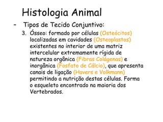 Histologia Animal
– Tipos de Tecido Conjuntivo:
3. Ósseo: formado por células (Osteócitos)
localizadas em cavidades (Osteoplastos)
existentes no interior de uma matriz
intercelular extremamente rígida de
natureza orgânica (Fibras Colágenas) e
inorgânica (Fosfato de Cálcio), que apresenta
canais de ligação (Havers e Volkmann)
permitindo a nutrição destas células. Forma
o esqueleto encontrado na maioria dos
Vertebrados.
 