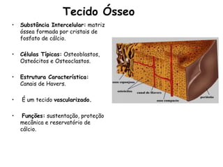 Tecido Ósseo
• Substância Intercelular: matriz
óssea formada por cristais de
fosfato de cálcio.
• Células Típicas: Osteoblastos,
Osteócitos e Osteoclastos.
• Estrutura Característica:
Canais de Havers.
• É um tecido vascularizado.
• Funções: sustentação, proteção
mecânica e reservatório de
cálcio.
 