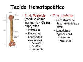 Tecido Hematopoético
• T. H. Mielóide
(medula óssea
vermelha – Ossos
espojosos
– Hemácias
– Plaquetas
– Leucócitos
Granulosos
• Eusinófilo
• Basófilo
• Neutrófilo
• T. H. Linfóide
– Encontrado no
Baço, Amígdalas e
Timo.
– Leucócitos
Agranulares
• Linfócitos
• Monócitos
 