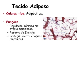 Tecido Adiposo
• Células tipo: Adipócitos.
• Funções:
– Regulação Térmica em
aves e mamíferos.
– Reserva de Energia.
– Proteção contra choques
mecânicos.
 