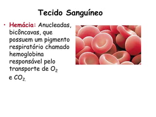 Tecido Sanguíneo
• Hemácia: Anucleadas,
bicôncavas, que
possuem um pigmento
respiratório chamado
hemoglobina
responsável pelo
transporte de O2
e CO2.
 