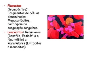 • Plaquetas
(trombócitos):
Fragmentos de células
denominadas
Megacariócitos,
participam da
coagulação sanguínea.
• Leucócitos: Granulosos
(Basófilo, Eosinófilo e
Neutrófilo) e
Agranulares (Linfócitos
e monócitos)
 