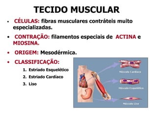 TECIDO MUSCULAR
• CÉLULAS: fibras musculares contráteis muito
especializadas.
• CONTRAÇÃO: filamentos especiais de ACTINA e
MIOSINA.
• ORIGEM: Mesodérmica.
• CLASSIFICAÇÃO:
1. Estriado Esquelético
2. Estriado Cardíaco
3. Liso
 