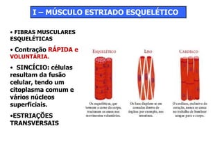 I – MÚSCULO ESTRIADO ESQUELÉTICO
• FIBRAS MUSCULARES
ESQUELÉTICAS
• Contração RÁPIDA e
VOLUNTÁRIA.
• SINCÍCIO: células
resultam da fusão
celular, tendo um
citoplasma comum e
vários núcleos
superficiais.
•ESTRIAÇÕES
TRANSVERSAIS
 