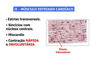 II – MÚSCULO ESTRIADO CARDÍACO
• Estrias transversais.
• Sincícios com
núcleos centrais.
• Miocardio
• Contração RÁPIDA
e INVOLUNTÁRIA
Discos
intercalares
 