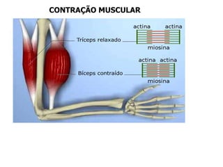 CONTRAÇÃO MUSCULAR
 