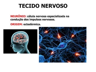TECIDO NERVOSO
NEURÔNIO: célula nervosa especializada na
condução dos impulsos nervosos.
ORIGEM: ectodérmica.
 