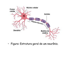 • Figura: Estrutura geral de um neurônio.
 
