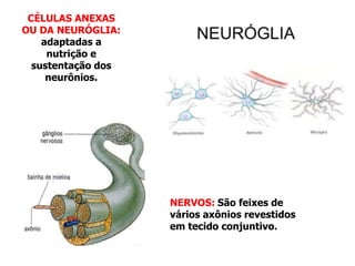 CÉLULAS ANEXAS
OU DA NEURÓGLIA:
adaptadas a
nutrição e
sustentação dos
neurônios.
NERVOS: São feixes de
vários axônios revestidos
em tecido conjuntivo.
 