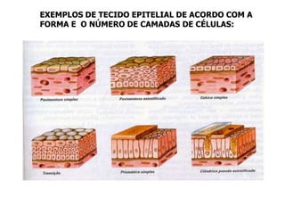 EXEMPLOS DE TECIDO EPITELIAL DE ACORDO COM A
FORMA E O NÚMERO DE CAMADAS DE CÉLULAS:
 