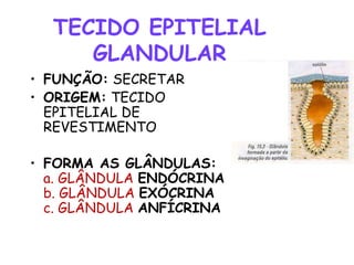TECIDO EPITELIAL
GLANDULAR
• FUNÇÃO: SECRETAR
• ORIGEM: TECIDO
EPITELIAL DE
REVESTIMENTO
• FORMA AS GLÂNDULAS:
a. GLÂNDULA ENDÓCRINA
b. GLÂNDULA EXÓCRINA
c. GLÂNDULA ANFÍCRINA
 