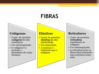 FIBRAS
Colágenas
• Const. de proteína
colágeno de alta
resistência.
• Cor esbranquiçada.
• O colágeno é a
proteína +
abundante do corpo
humano.
Elásticas
• Const. de proteína
elastina de alta
elasticidade.
• Cor amarelada.
• A elastina é +
resistente que o
colágeno.
Reticulares
• Const. de proteína
reticulina
semelhante ao
colágeno.
• Cor esbranquiçada.
• A reticulina torna as
fibras finas formando
uma estrutura como
rede.
 