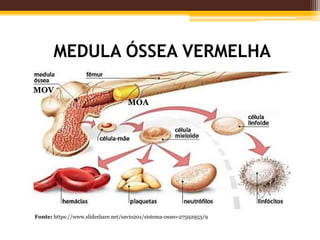 MEDULA ÓSSEA VERMELHA
Fonte: https://www.slideshare.net/savio201/sistema-osseo-27592953/9
MOA
MOV
 