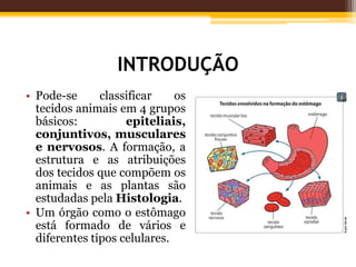 INTRODUÇÃO
• Pode-se classificar os
tecidos animais em 4 grupos
básicos: epiteliais,
conjuntivos, musculares
e nervosos. A formação, a
estrutura e as atribuições
dos tecidos que compõem os
animais e as plantas são
estudadas pela Histologia.
• Um órgão como o estômago
está formado de vários e
diferentes tipos celulares.
 