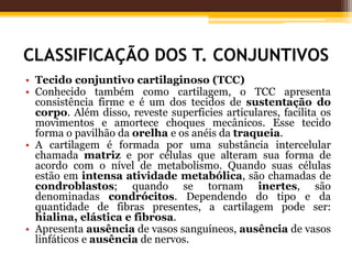 CLASSIFICAÇÃO DOS T. CONJUNTIVOS
• Tecido conjuntivo cartilaginoso (TCC)
• Conhecido também como cartilagem, o TCC apresenta
consistência firme e é um dos tecidos de sustentação do
corpo. Além disso, reveste superficies articulares, facilita os
movimentos e amortece choques mecânicos. Esse tecido
forma o pavilhão da orelha e os anéis da traqueia.
• A cartilagem é formada por uma substância intercelular
chamada matriz e por células que alteram sua forma de
acordo com o nível de metabolismo. Quando suas células
estão em intensa atividade metabólica, são chamadas de
condroblastos; quando se tornam inertes, são
denominadas condrócitos. Dependendo do tipo e da
quantidade de fibras presentes, a cartilagem pode ser:
hialina, elástica e fibrosa.
• Apresenta ausência de vasos sanguíneos, ausência de vasos
linfáticos e ausência de nervos.
 